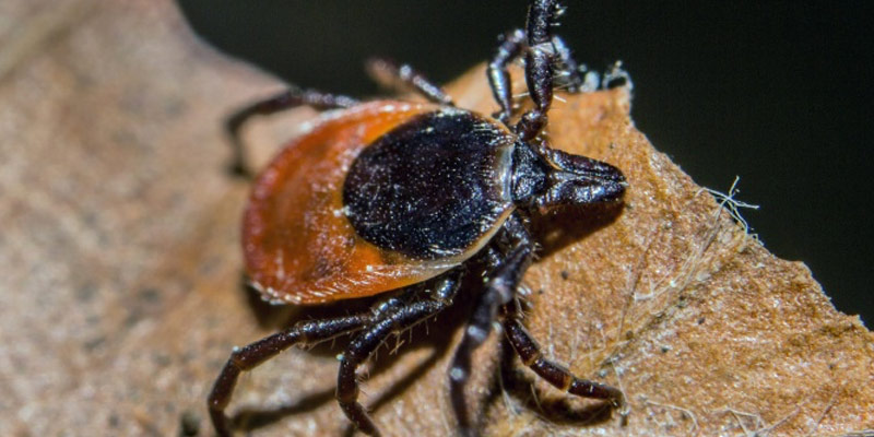 Lyme Disease Vaccine Inches Closer to Reality
